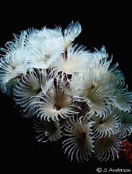 This photo was taken a Yucab Reef, off Cozumel last month... by Steven Anderson 